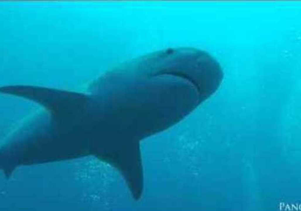 Tiger Shark Captured by GoPro at Close Range