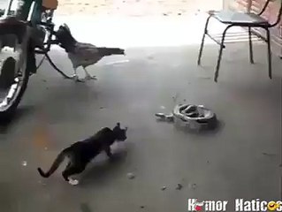 Cat-snake-and-rooster