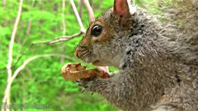 Cute Dog - Newborn Puppy-Animals-Guinea pig-Puppies-Rabbit-Ezo Flying Squirrel Video