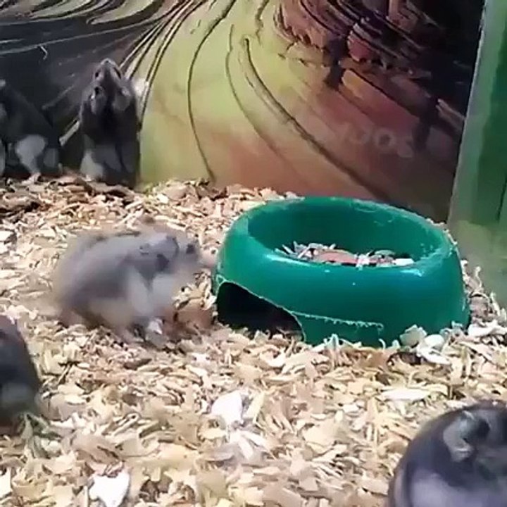 Funny-Videos