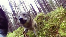 Un chien de chasse est attaqué par deux loups