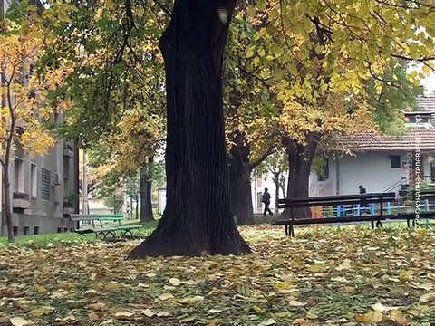 U toku čišćenje ulica i parkova od lišća, 27. oktobar 2015. (RTV Bor)