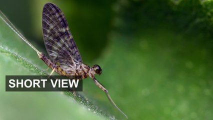 Secular stagnation, charted