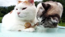 Chats mignons Amours l'escargot - Cute cats Loves snail
