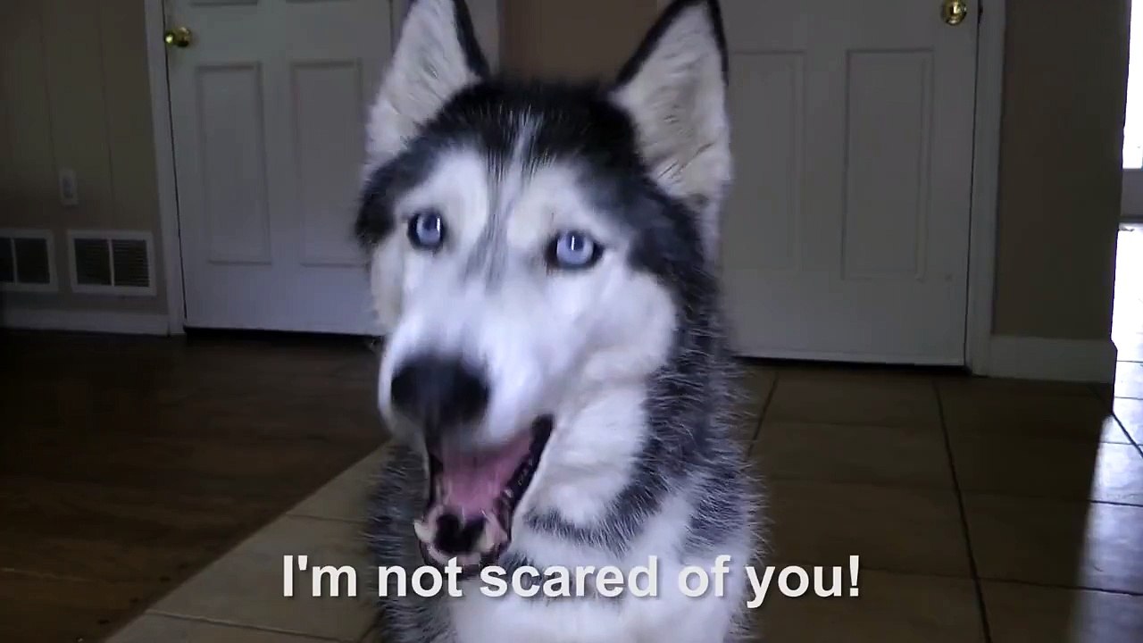Dog vs. Drones: Mishka the Talking Husky