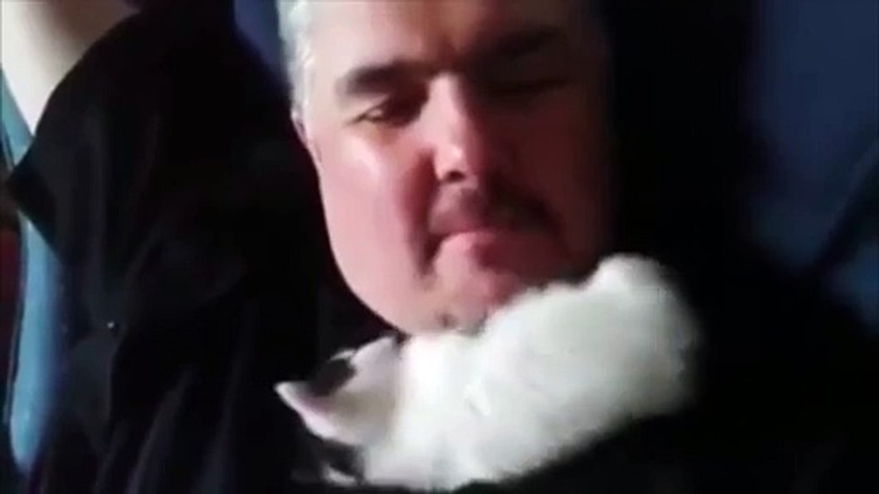 Le gros câlin du chaton à son maître
