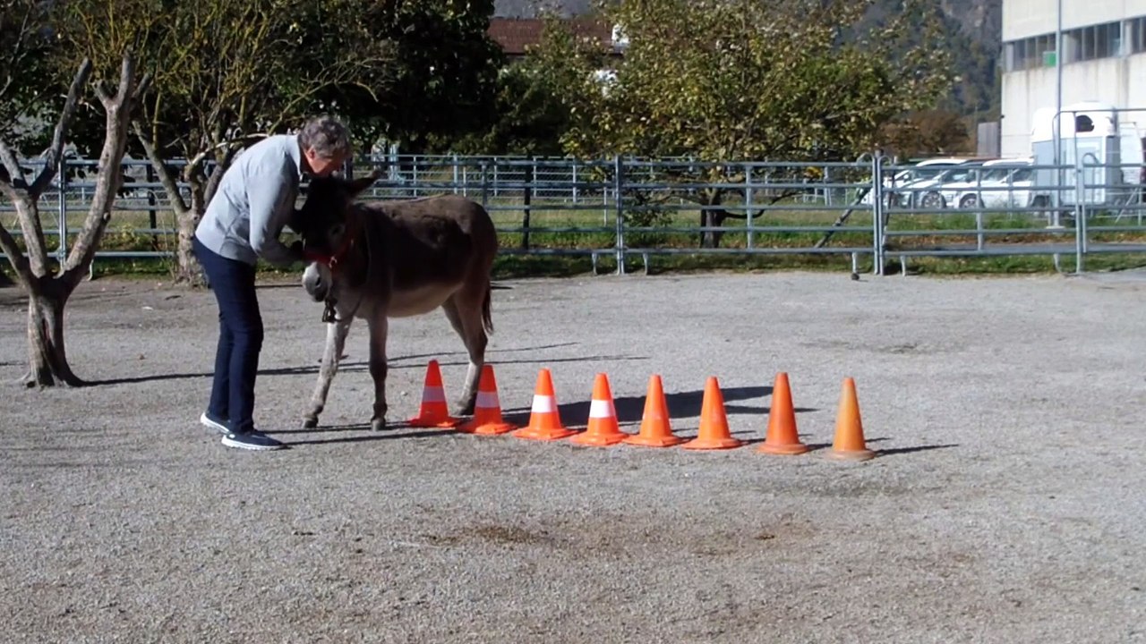 Merlin DL en liberté