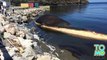 Мертвый синий кит вот-вот забросает кишками канадский город