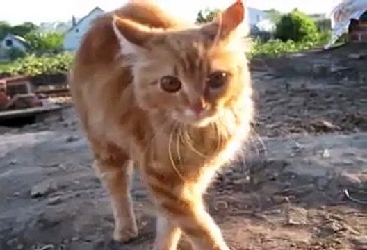 Кошачьи приколы! На грани нервного срыва