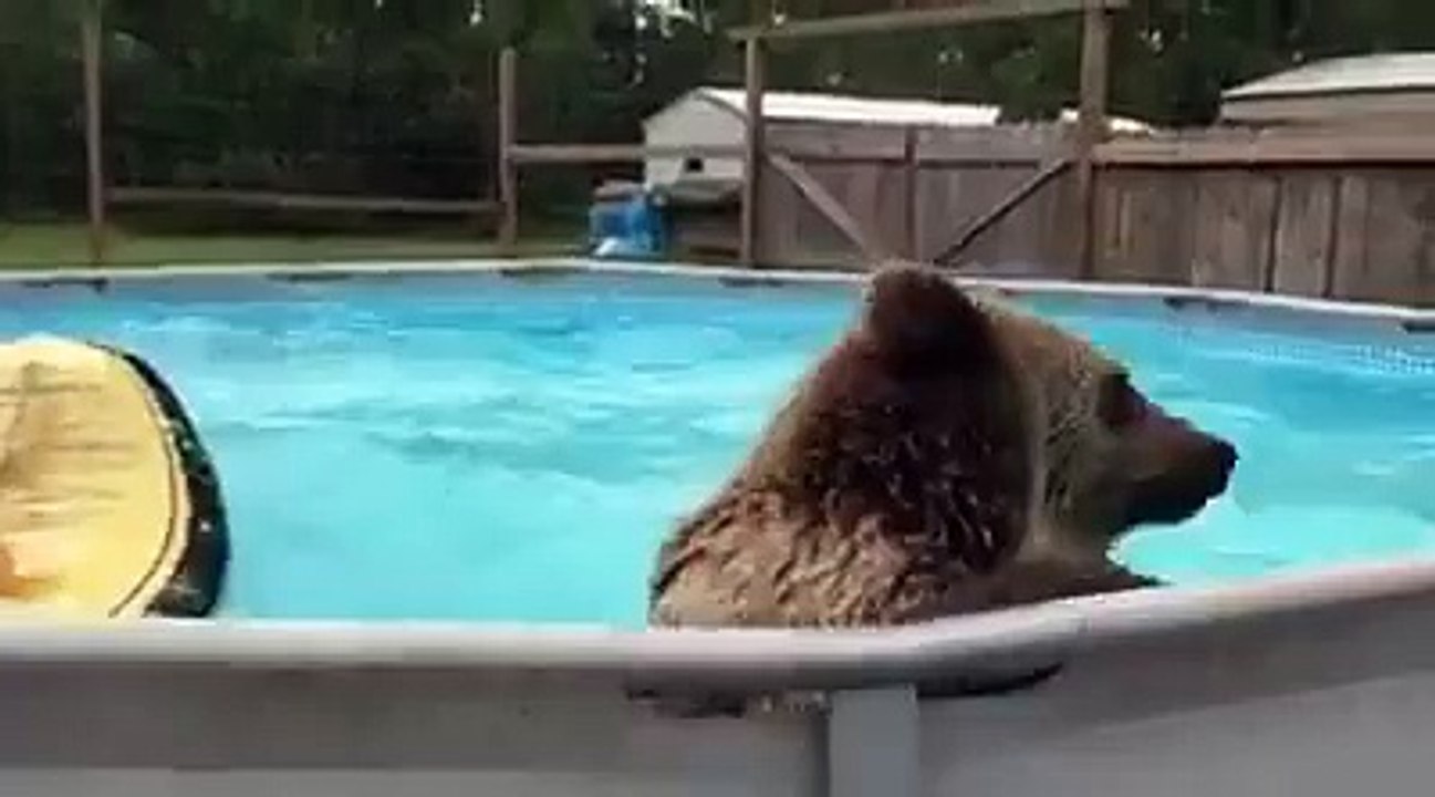 Bear having fun at the pool