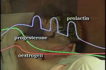 誕生と初乳後の早い最初の添付ファイル