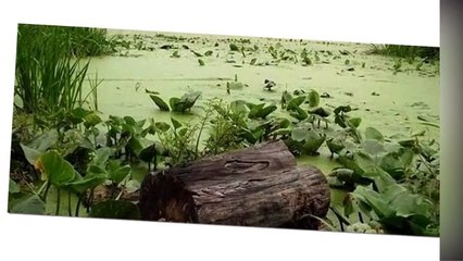 Какие страшные тайны скрывают болота