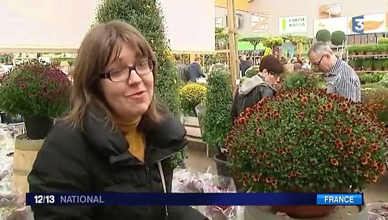 Les chrysanthèmes, objet d'une bataille acharnée