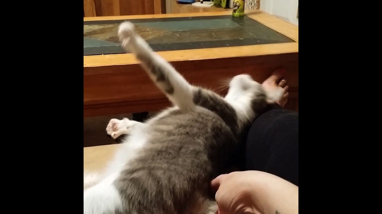 Itchy Cat Falls Off Sofa While Getting Butt Scratched