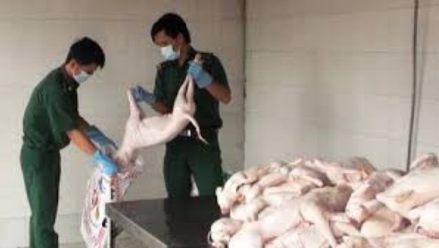 Heo sữa bốc mùi hôi thối vẫn có dấu kiểm dịch