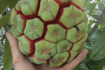 Na rừng nặng 5 kg giá nửa triệu đồng