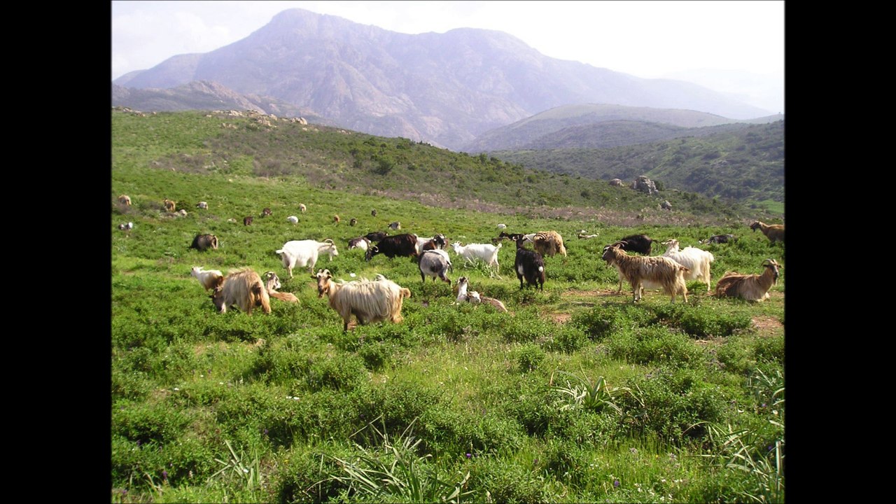 CORSICA