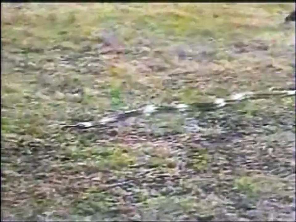 Coelho e a serpente quem tem medo de quem!!!!