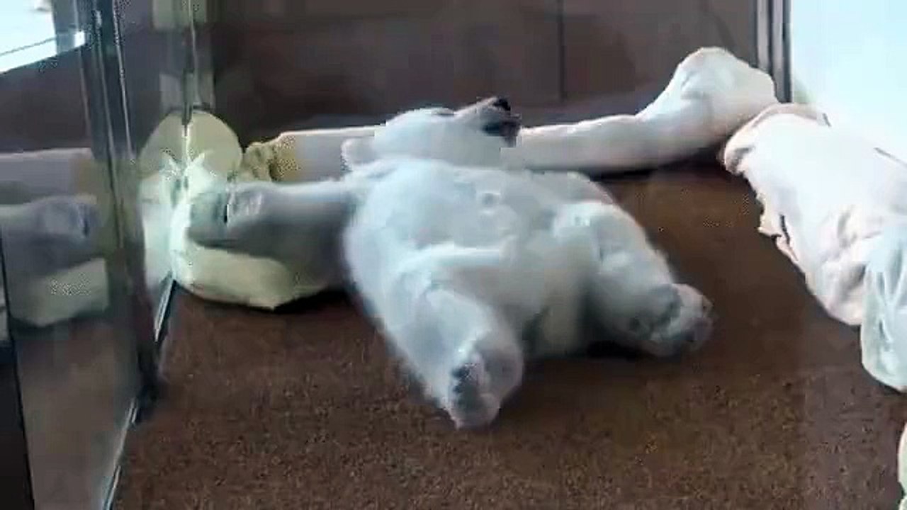 TRYING to get comfy in BED