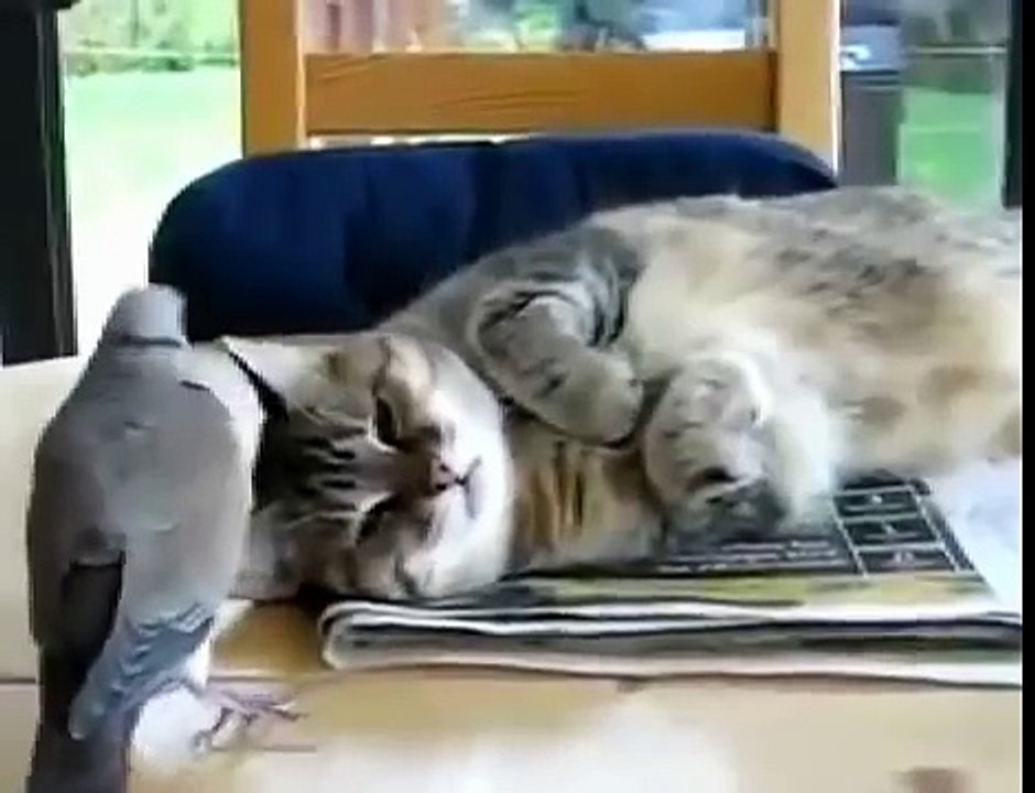 Pigeon annoying cat
