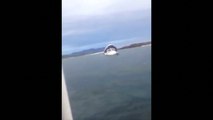 Whale-watching boat sinking caught on camera