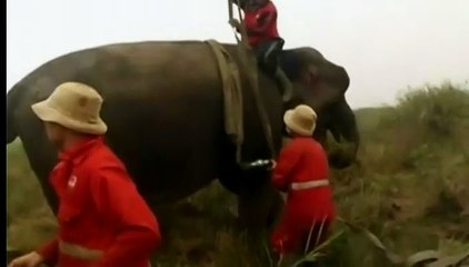 En Indonésie, les éléphants aident les hommes à éteindre les incendies
