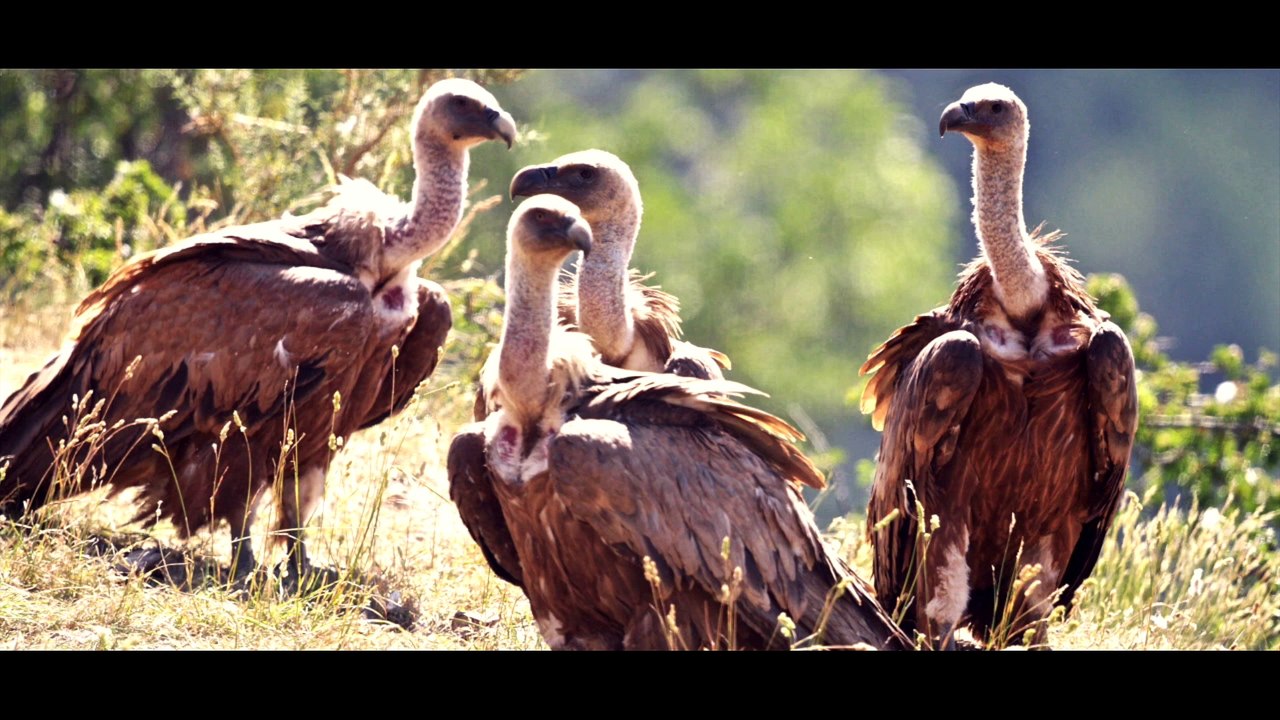 Documentaire Vautours des Pyrenées