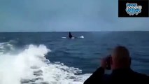 Killer Whales Chasing a Boat