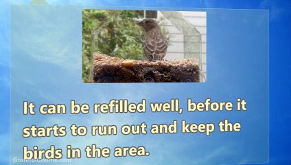 Benefits Of Bird Watching With Window Feeder