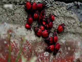 Are Humans Really Worse For Wildlife Than Radiation?