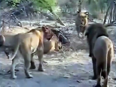 Lion attack Lions Against All Fighting Lions lion wildlife history documentary