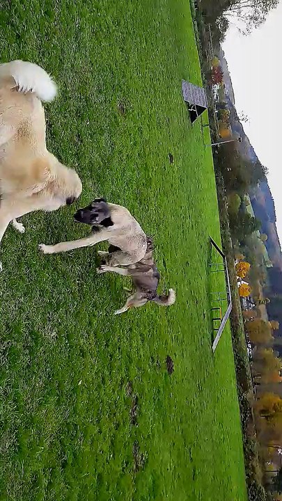 Pasa  (Kangal Panter)Güzel oyunKangal Husky