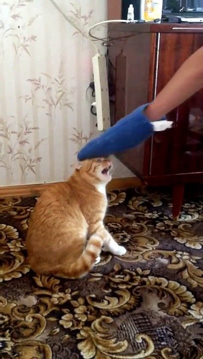 chat qui faut pas Vnr