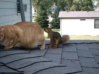 ecureuille qui joue avec un chat