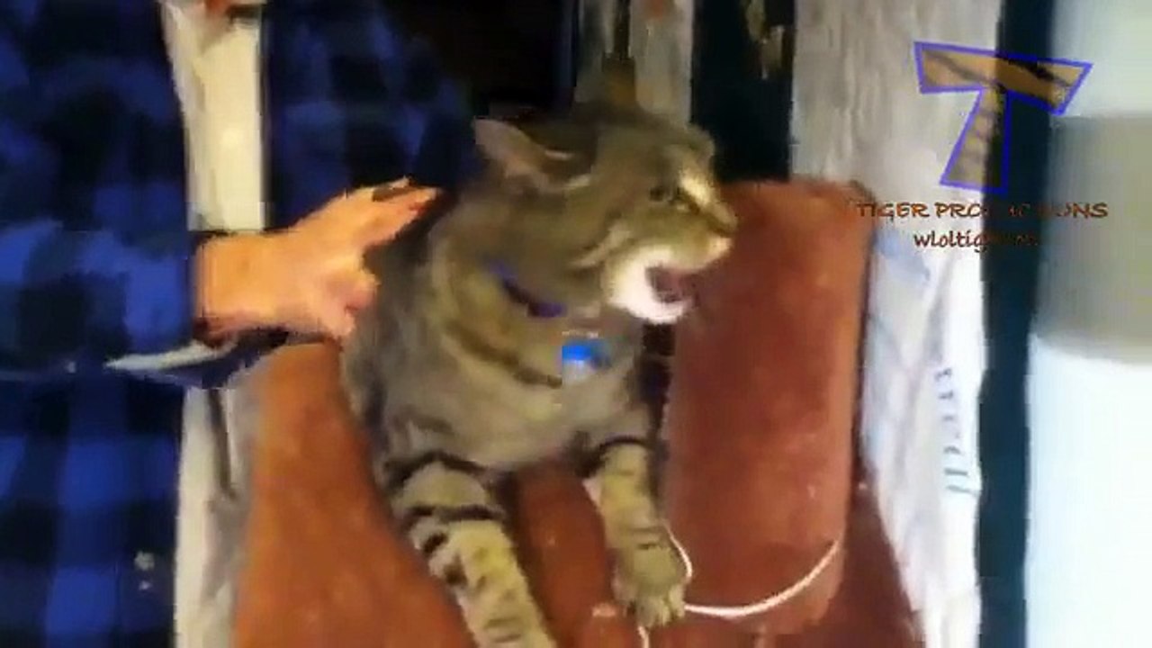 Animals screaming and making funny noises - Funny animal sound compilation PART 2