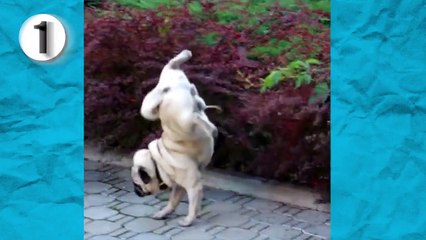 İnsanlıktan nasibini almış 15 hayvan