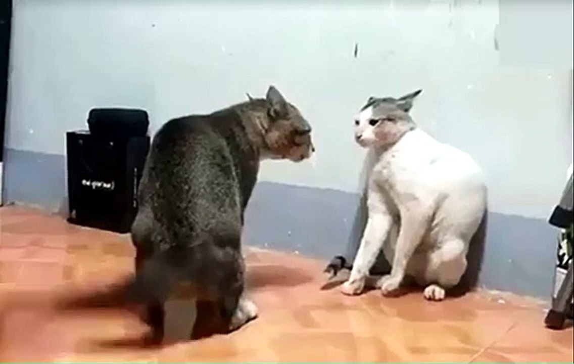 Karate chat