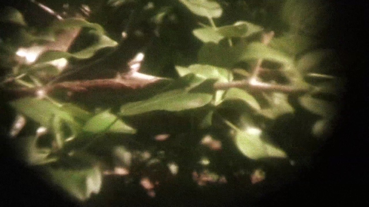 Present Paradox - Appletrees