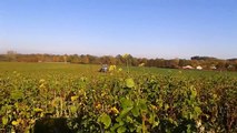 Semis direct de pois d'hiver sous couvert vivant