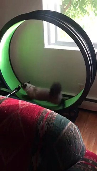 chat dans une roue géante