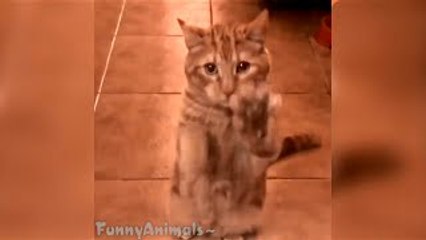 Ultimate cat vines compilation - Funny cats compilation