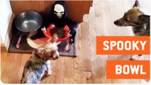 Dog Food In Halloween Candy Bowl Prank | Trick or Treat