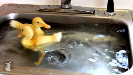 Baby Ducks Diving In A Sink - EPIC!