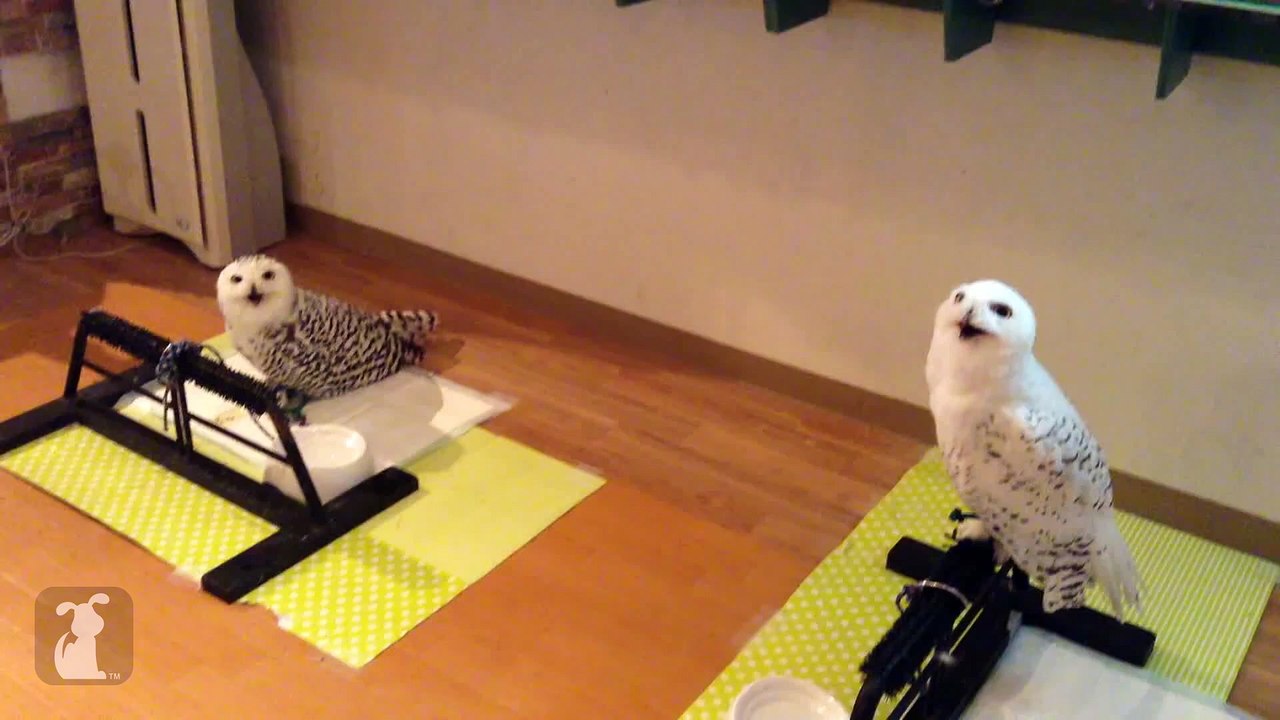 The Best Owl Derp. EVER.