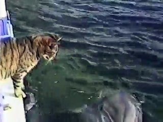 Любовь животных. Дельфин знакомится с котом
