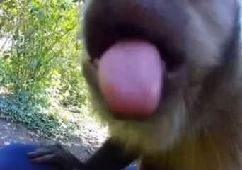 These Animals Just Love the Camera