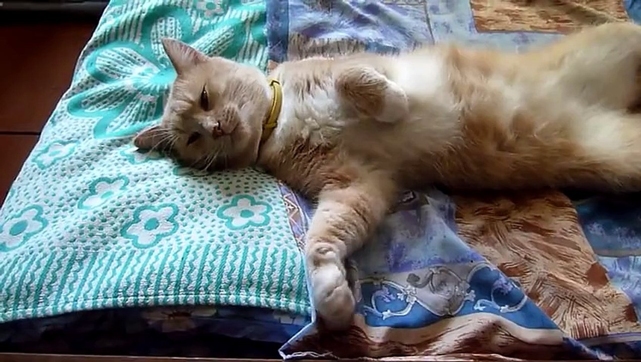 Няшный кот отдыхает