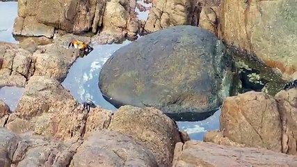 Polvo NINJA salta fora da água para capturar caranguejo distraído