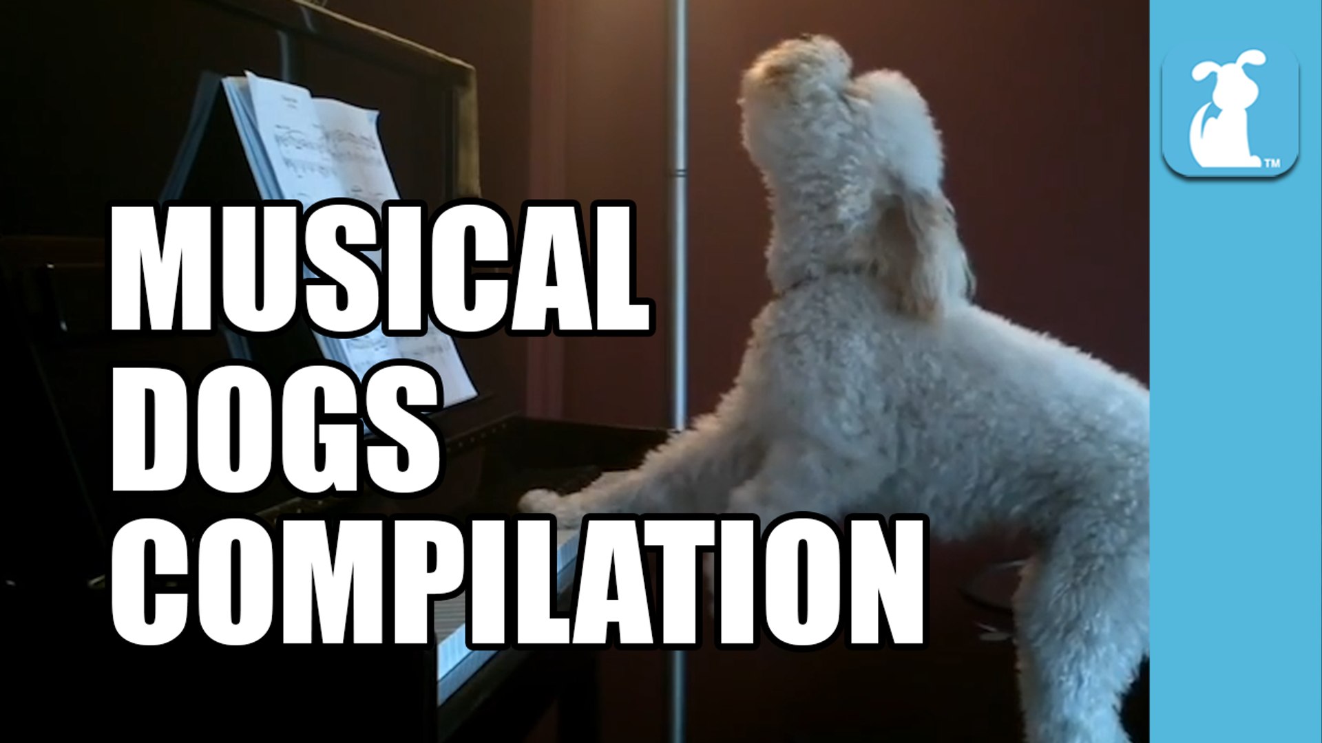Musical Dogs Compilation (Funny Compilation!)
