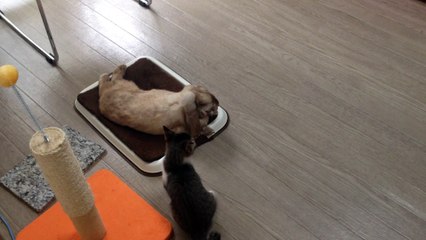 子猫の夏ちゃんとウサギのロップくん